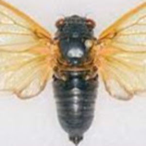 Meet your Posher, Joshua